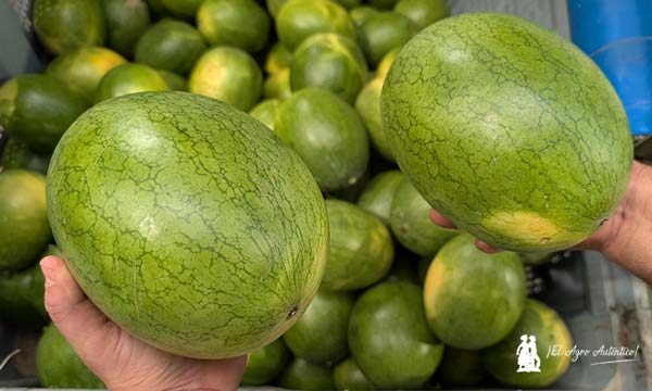 Unica culmina con éxito su primer programa completo de sandía naranja 8