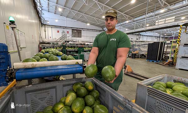 Unica culmina con éxito su primer programa completo de sandía naranja 4