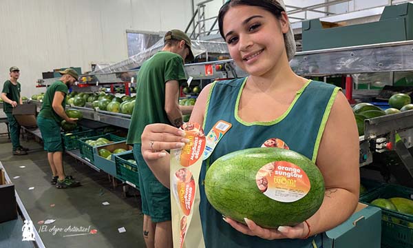 Unica culmina con éxito su primer programa completo de sandía naranja 2