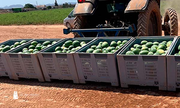 Unica culmina con éxito su primer programa completo de sandía naranja