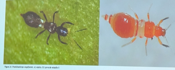 Vespiformis en adulto y larva / agroautentico.com