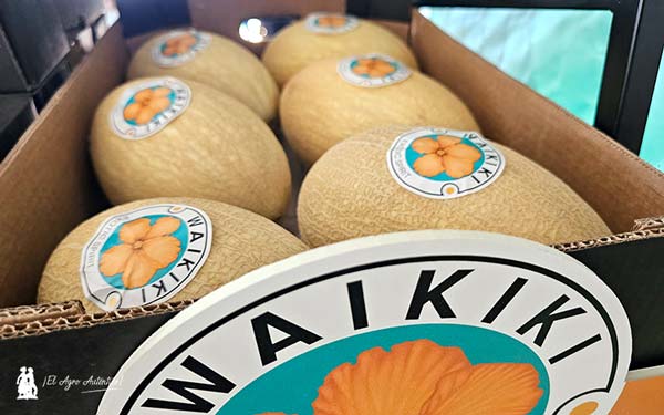 Waikiki 12 meses al año con JimboFresh, Planície Verde y Fitó 2