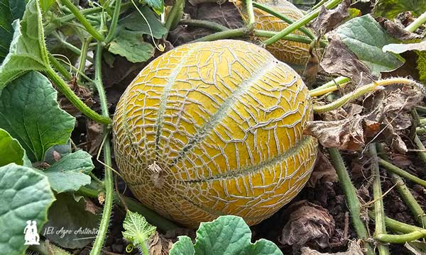 Especialidades de melón en Syngenta 