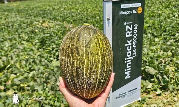 melón Minijack, última novedad en Mellissimo