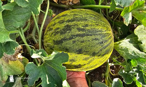 Especialidades de melón en Syngenta 2