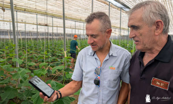 Antonio Alba con Miguel López comprobando en el móvil el sistema Agrisense y el riego por radiación / agroautentico.com