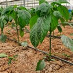 Certis Belchim amplía el registro de Tri-soil,reforzando su posicionamiento como solución eficaz contra enfermedades de suelo