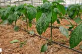Certis Belchim amplía el registro del fungicida Tri-soil® para el control de hongos de suelo