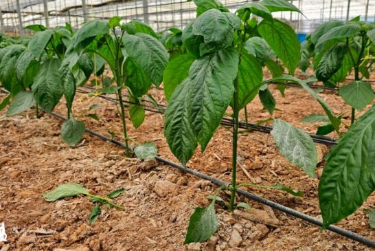 Certis Belchim amplía el registro del fungicida Tri-soil® para el control de hongos de suelo