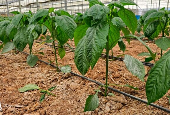 Certis Belchim amplía el registro del fungicida Tri-soil® para el control de hongos de suelo