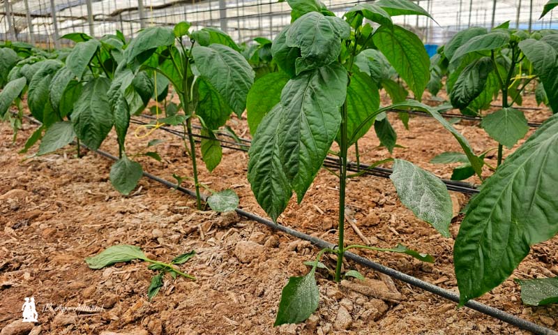 Certis Belchim amplía el registro del fungicida Tri-soil® para el control de hongos de suelo