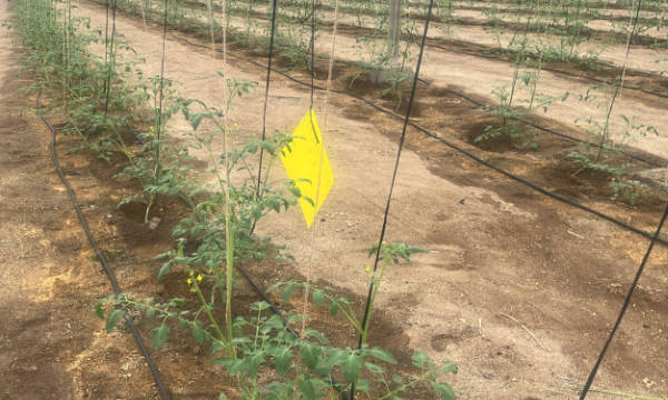 Entutorado de tomate en la presente nueva campaña con rafia biodegradable / agroautentico.com