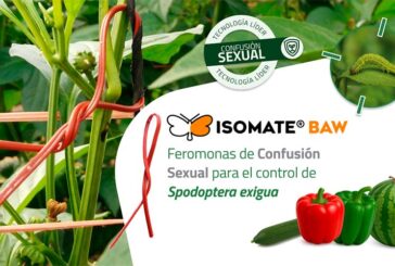 Biogard presenta Isomate Baw, feromonas de confusión sexual para controlar Spodoptera exigua