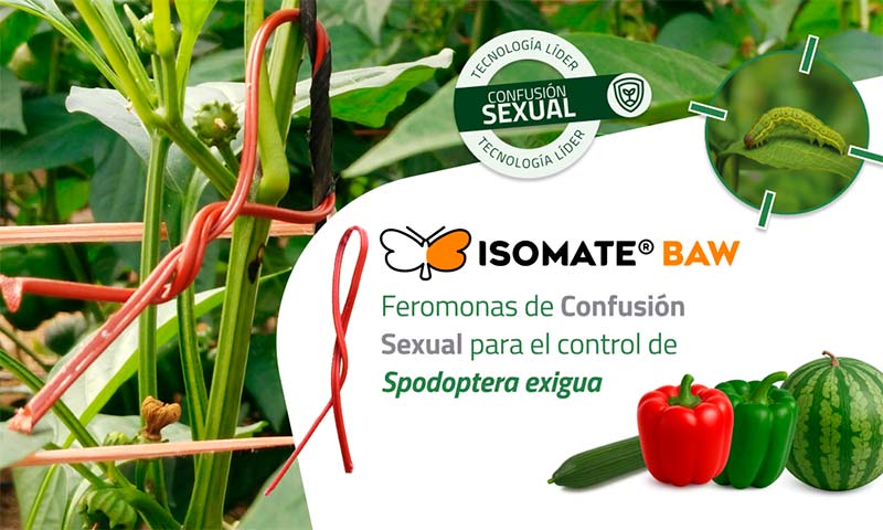 Biogard presenta Isomate Baw, feromonas de confusión sexual para controlar Spodoptera exigua