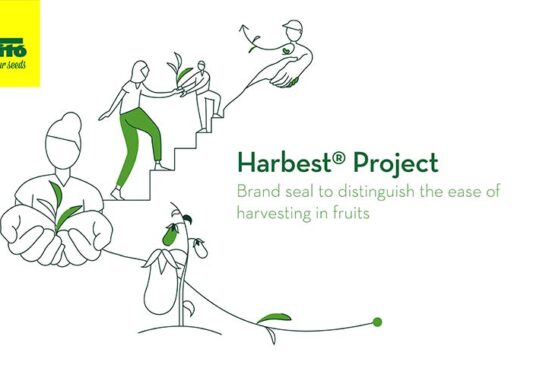 El pimiento de industria llega este verano con Harbest de Semillas Fitó