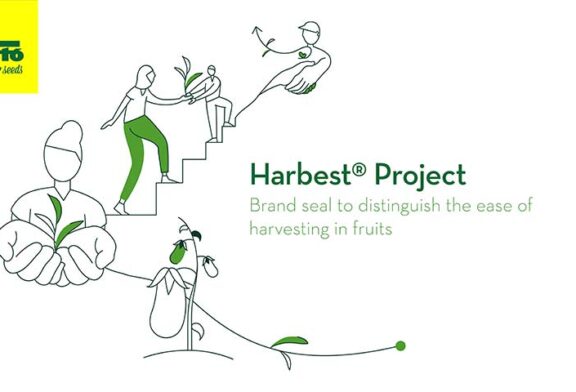 El pimiento de industria llega este verano con Harbest de Semillas Fitó
