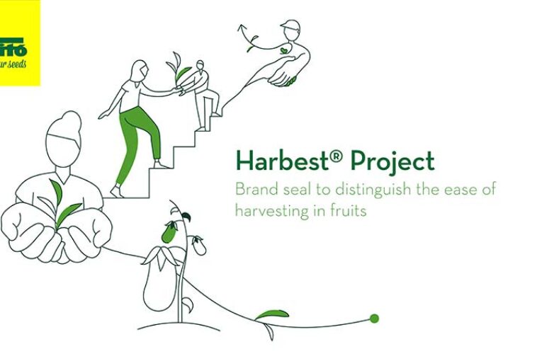 El pimiento de industria llega este verano con Harbest de Semillas Fitó
