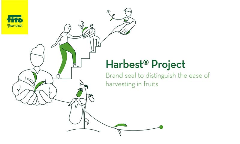 El pimiento de industria llega este verano con Harbest de Semillas Fitó