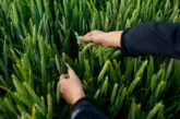 Bayer presenta solicitud de registro para un nuevo herbicida en la Unión Europea