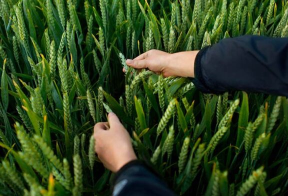 Bayer presenta solicitud de registro para un nuevo herbicida en la UE