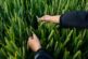 Bayer presenta solicitud de registro para un nuevo herbicida en la UE