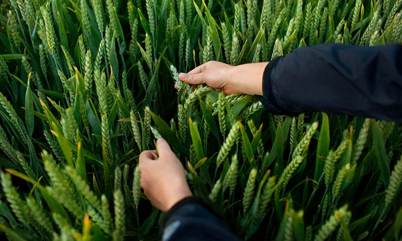 Bayer presenta solicitud de registro para un nuevo herbicida en la UE