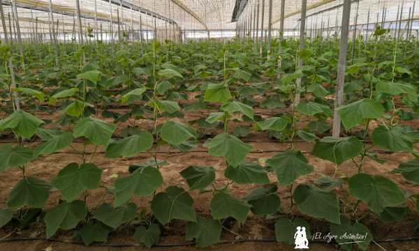Invernadero de pepino en Almería / agroautentico.com