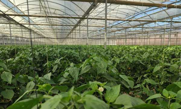 Invernaderos de pimiento en la región de Murcia / agroautentico.com