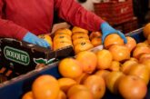 La cooperativa murciana Frucimu entra en el accionariado de Agriconsa