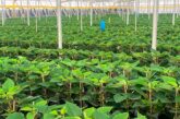 La flor de Pascua que adorna los hogares en diciembre se cultiva ya en los invernaderos de Almería