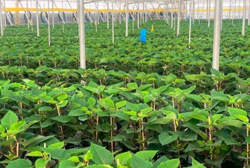 La flor de Pascua que adorna los hogares en diciembre se cultiva ya en los invernaderos de Almería