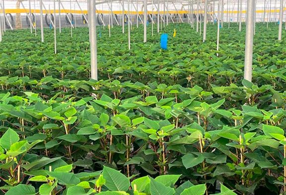 La flor de Pascua que adorna los hogares en diciembre se cultiva ya en los invernaderos de Almería
