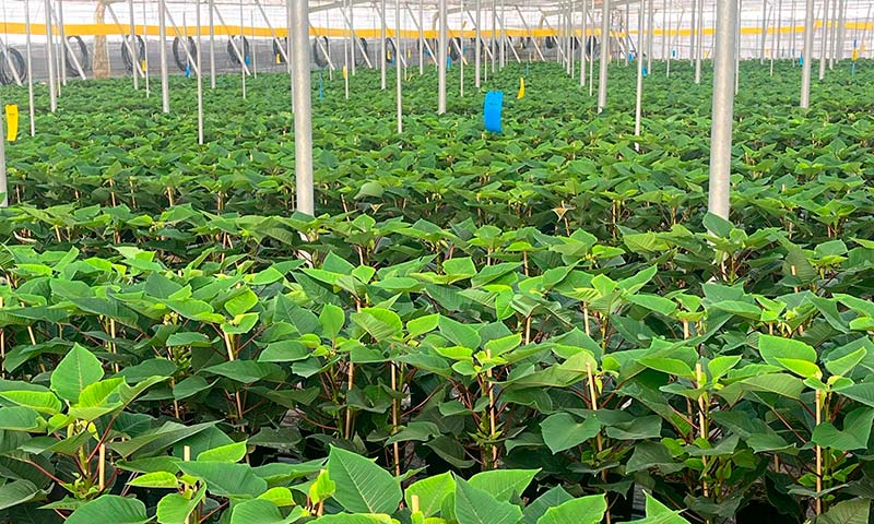 La flor de Pascua que adorna los hogares en diciembre se cultiva ya en los invernaderos de Almería