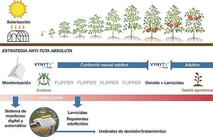 Manejo de tuta absoluta en el cultivo de tomate en invernadero 8