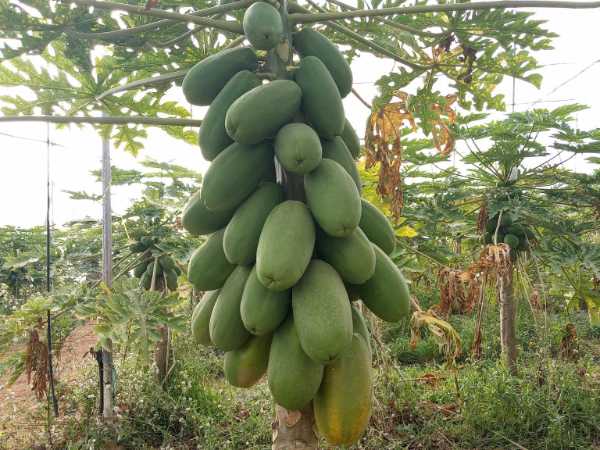 Papaya Amira de CapGen / agroautentico.com 