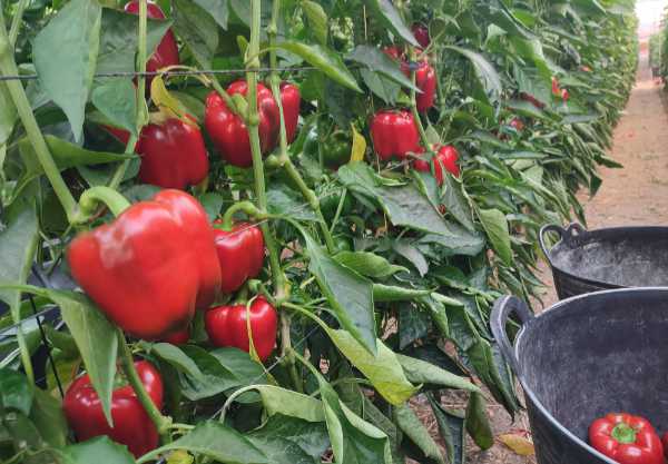 California rojo en el campo de Cartagena / agroautentico.com