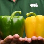 El catálogo de pimiento de Fitó, hecho a medida del agricultor