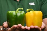 El catálogo de pimiento de Fitó, hecho a medida del agricultor