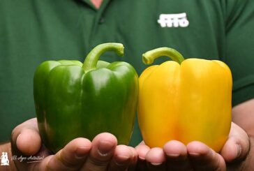 El catálogo de pimiento de Fitó, hecho a medida del agricultor