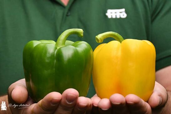 El catálogo de pimiento de Fitó, hecho a medida del agricultor