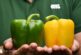 El catálogo de pimiento de Fitó, hecho a medida del agricultor