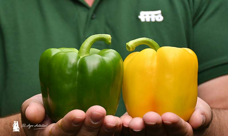 El catálogo de pimiento de Fitó, hecho a medida del agricultor