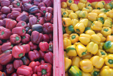 La campaña de pimiento en Murcia acaba lastrada por los precios de Holanda