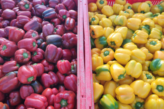 La campaña de pimiento en Murcia acaba lastrada por los precios de Holanda