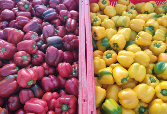 La campaña de pimiento en Murcia acaba lastrada por los precios de Holanda