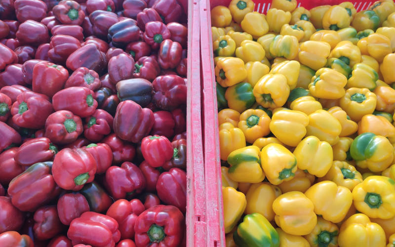 Pimientos en la región de Murcia, californias rojos y amarillos / agroautentico.com