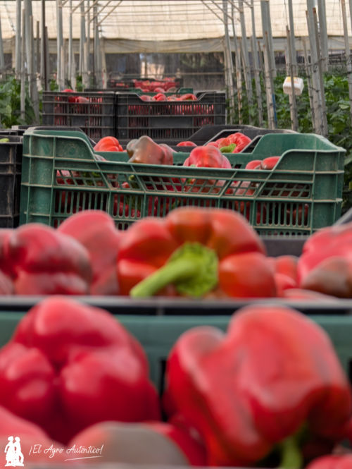 Pimientos rojos arrancando la nueva campaña 2025/26 en Berja / agroautentico.com