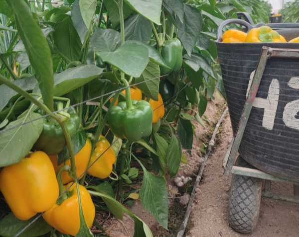 Recolección de pimiento california amarillo en el área del Mar Menor / agroautentico.com