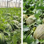 balance ciclo primavera Almería. Sandía y melón / agroautentico.com