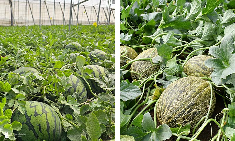 balance ciclo primavera Almería. Sandía y melón / agroautentico.com